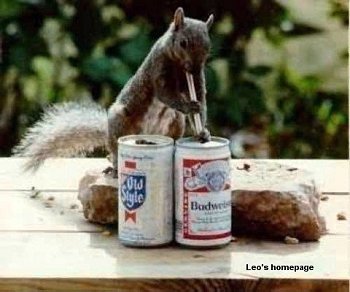 eekhoorn met bier.jpg (25464 bytes)