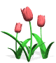 tulips_pink_md_wht.gif (7497 bytes)
